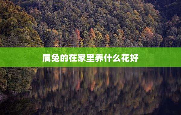 属兔的在家里养什么花好