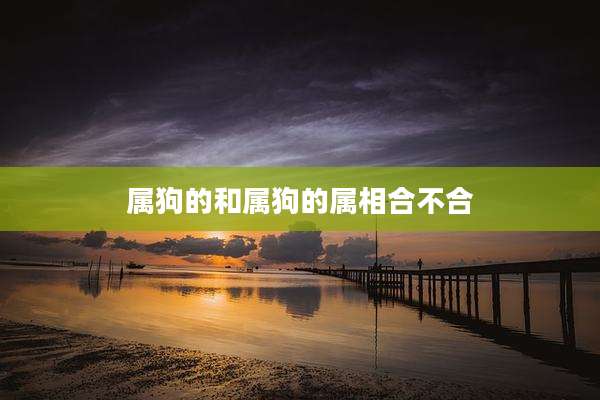 属狗的和属狗的属相合不合