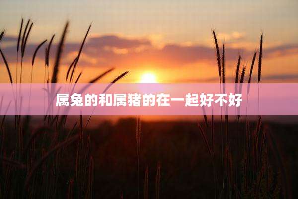 属兔的和属猪的在一起好不好