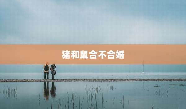 猪和鼠合不合婚