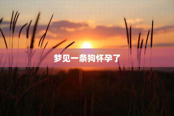 梦见一条狗怀孕了