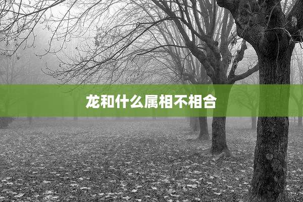 龙和什么属相不相合
