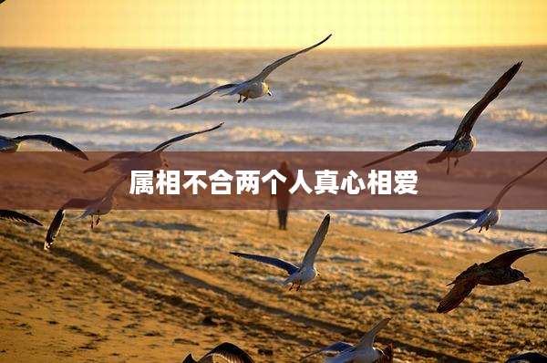 属相不合两个人真心相爱