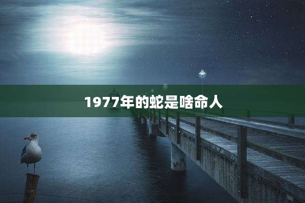 1977年的蛇是啥命人