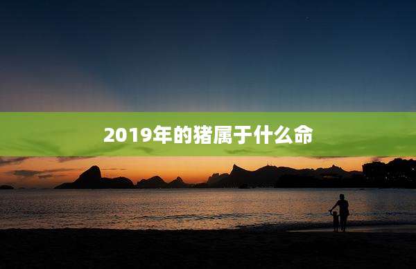 2019年的猪属于什么命