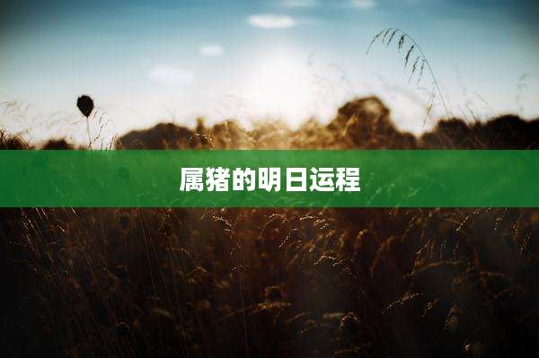 属猪的明日运程