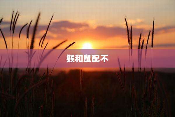 猴和鼠配不