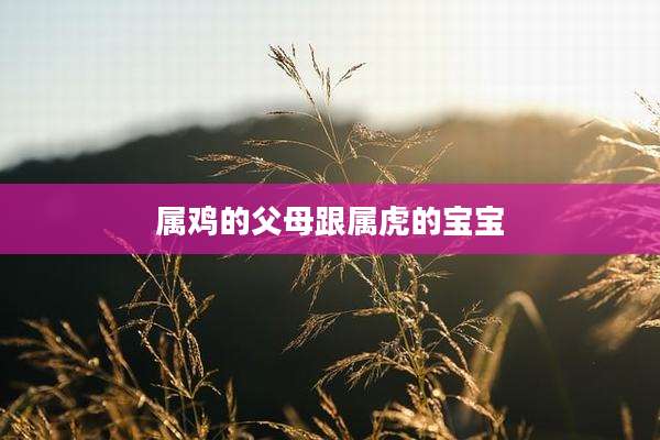 属鸡的父母跟属虎的宝宝