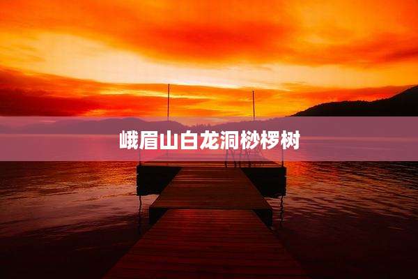 峨眉山白龙洞桫椤树