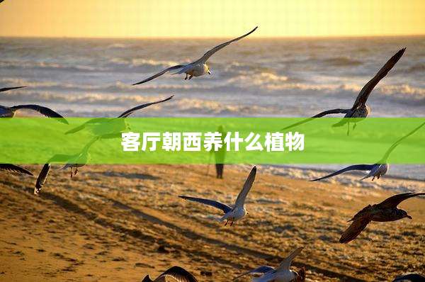 客厅朝西养什么植物