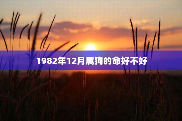 1982年12月属狗的命好不好