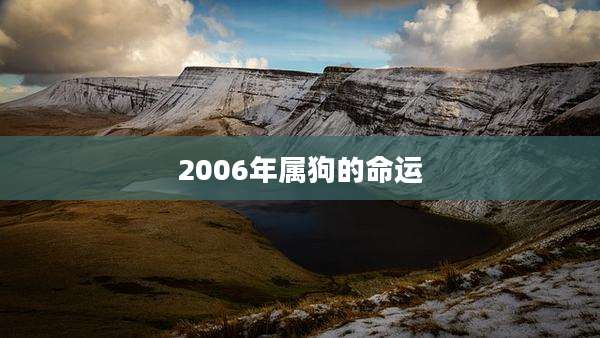 2006年属狗的命运
