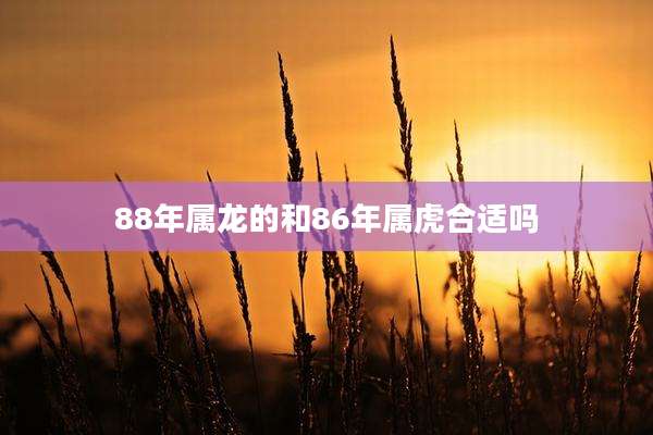 88年属龙的和86年属虎合适吗