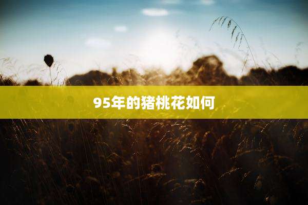95年的猪桃花如何