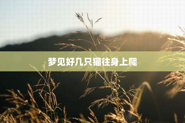 梦见好几只猫往身上爬