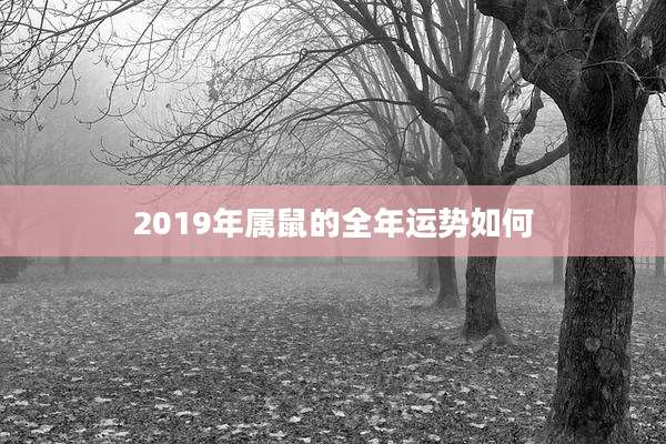 2019年属鼠的全年运势如何