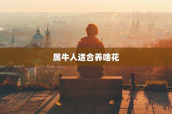 属牛人适合养啥花