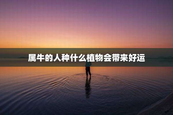 属牛的人种什么植物会带来好运
