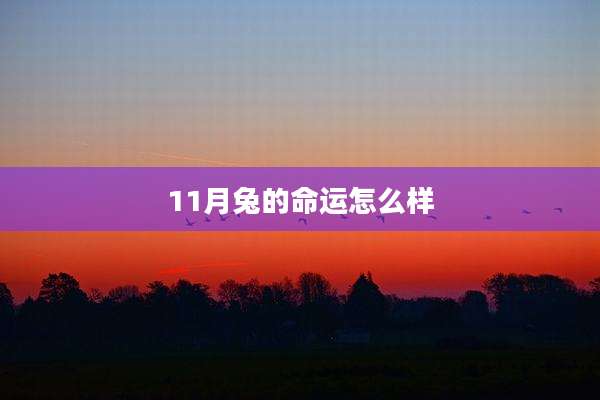 11月兔的命运怎么样