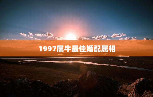 1997属牛最佳婚配属相