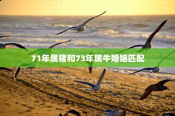 71年属猪和73年属牛婚姻匹配