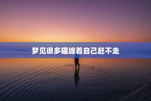梦见很多猫缠着自己赶不走