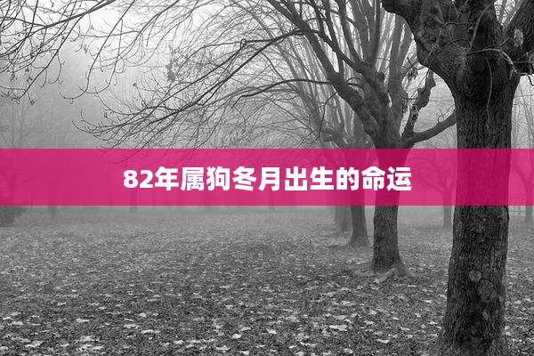 82年属狗冬月出生的命运