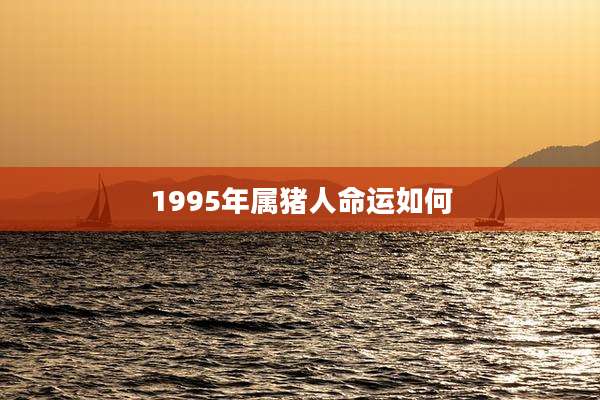 1995年属猪人命运如何