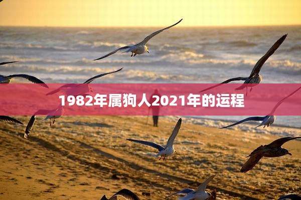 1982年属狗人2021年的运程