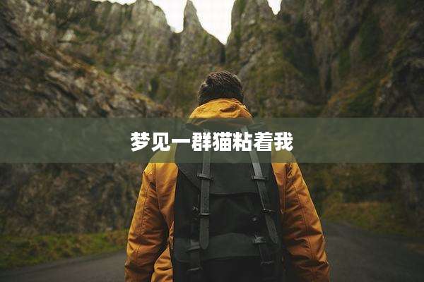 梦见一群猫粘着我