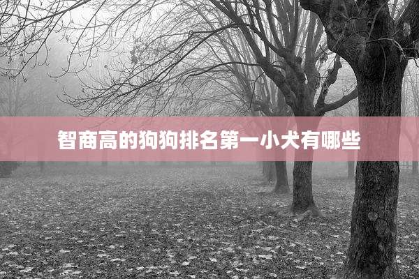 智商高的狗狗排名第一小犬有哪些
