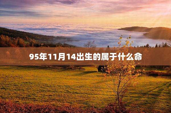 95年11月14出生的属于什么命
