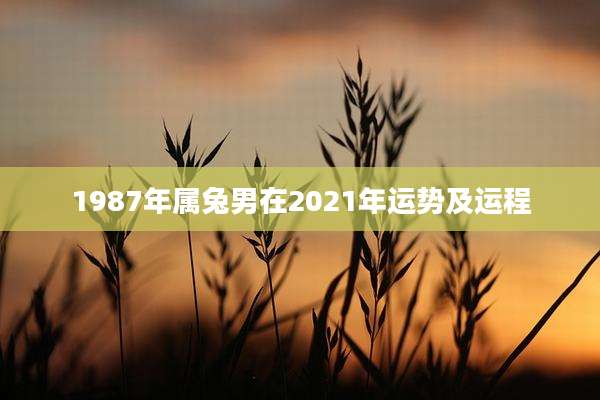 1987年属兔男在2021年运势及运程