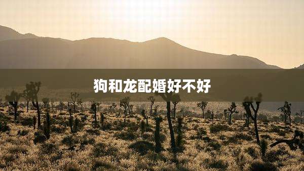 狗和龙配婚好不好