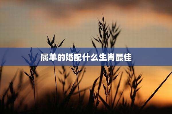属羊的婚配什么生肖最佳