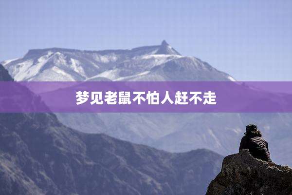 梦见老鼠不怕人赶不走