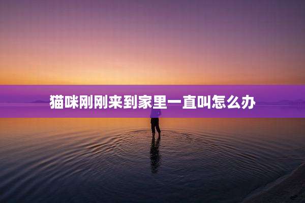 猫咪刚刚来到家里一直叫怎么办