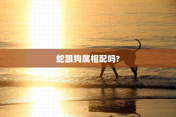 蛇跟狗属相配吗?
