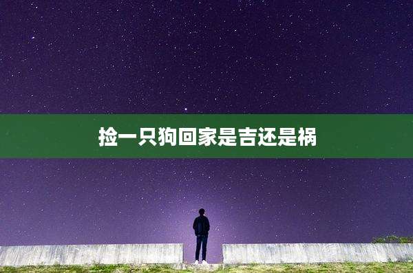 捡一只狗回家是吉还是祸