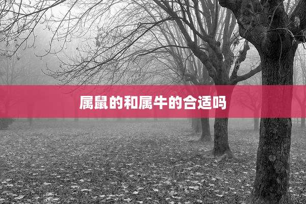属鼠的和属牛的合适吗