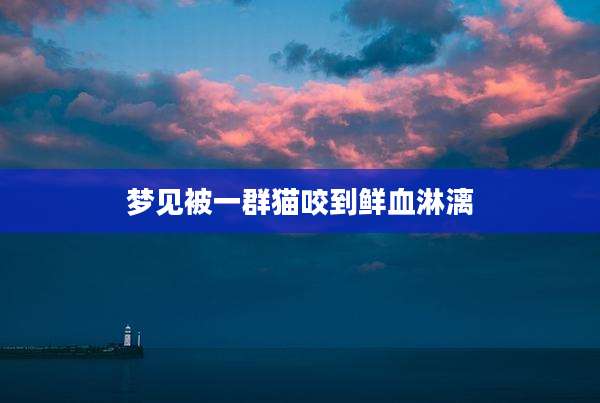 梦见被一群猫咬到鲜血淋漓