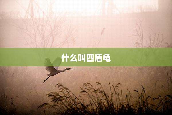什么叫四盾龟