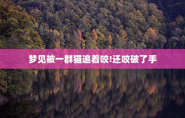 梦见被一群猫追着咬!还咬破了手