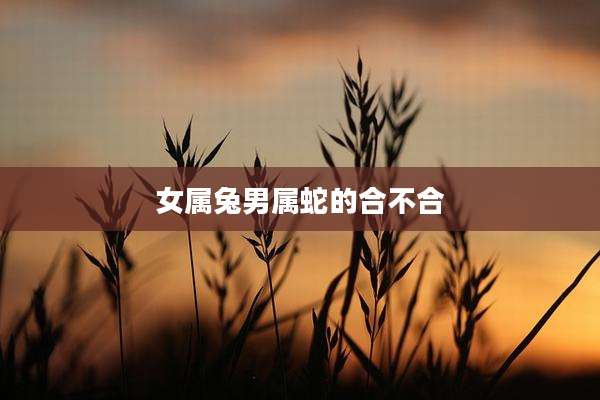 女属兔男属蛇的合不合