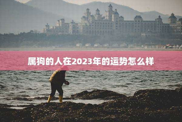 属狗的人在2023年的运势怎么样