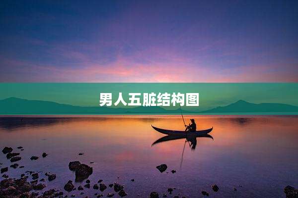 男人五脏结构图