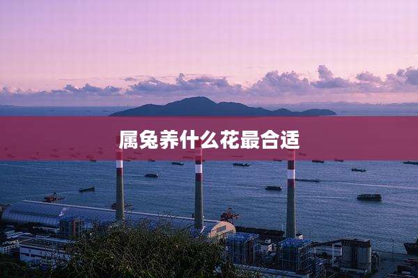 属兔养什么花最合适