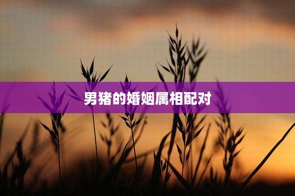 男猪的婚姻属相配对