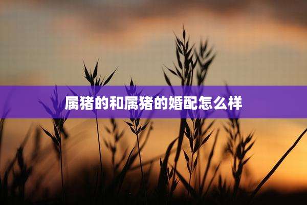 属猪的和属猪的婚配怎么样