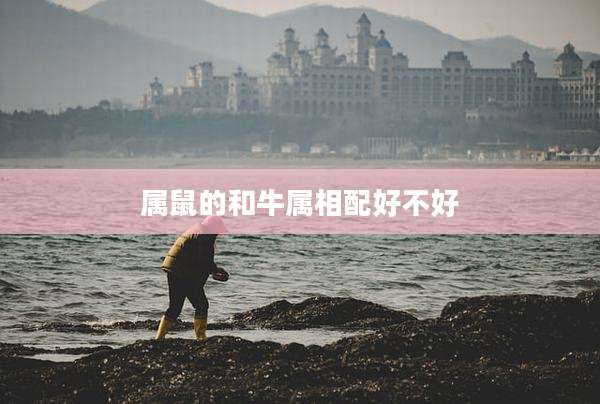 属鼠的和牛属相配好不好